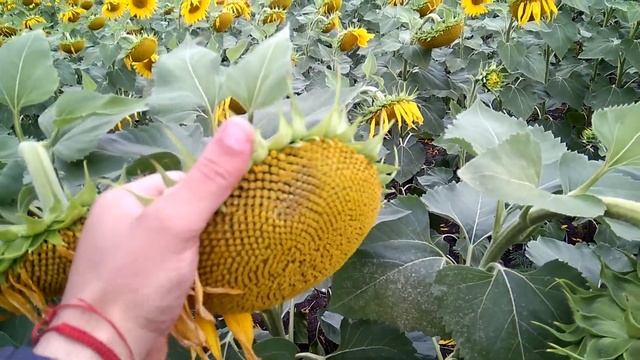 Опыление подсолнуха. Почему есть места без опыления? смотреть онлайн