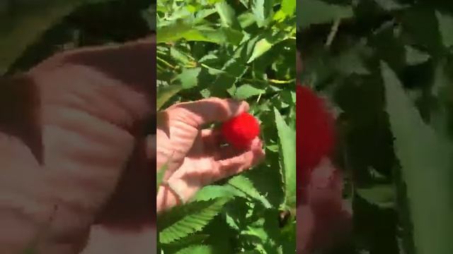 Норвежская (тибетская) малина. Саженцы. смотреть онлайн