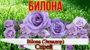 Роза Билона (флорибунда) - Bilona (Эквадор)