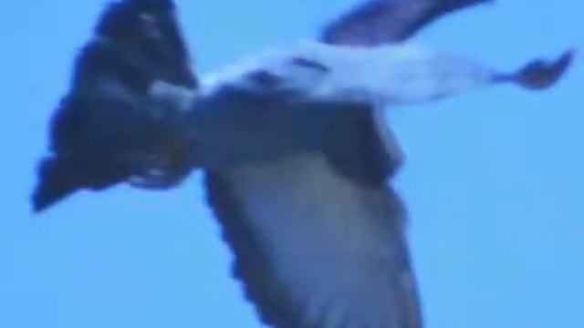 Palomar SALVADOR CORREAS CORREAS смотреть онлайн