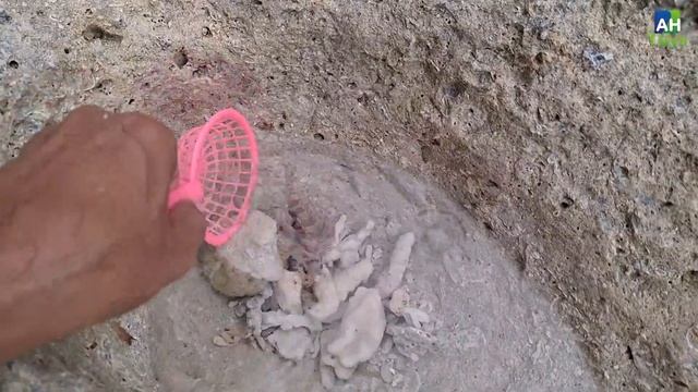 Finding hermit crab and ornamental fish, crab, conch, snail, shell, starfish, sea urchin, lionfish смотреть онлайн