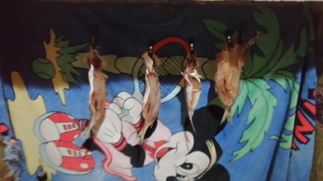 ОСТРО - ВЯЛЕНАЯ ПЕЛЕДЬ смотреть онлайн