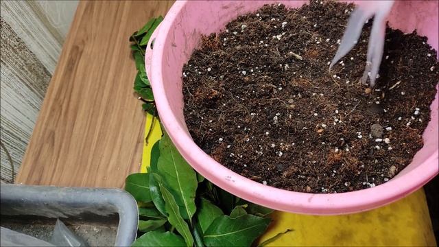 Размножение лавра черенкованием или семенами. смотреть онлайн