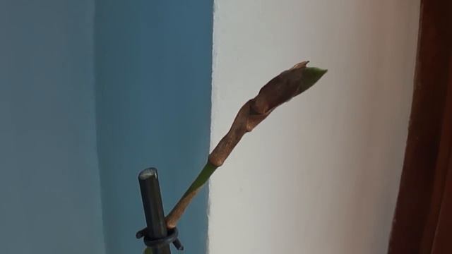 Психопсис сбросил цветок и растит бутон )) смотреть онлайн