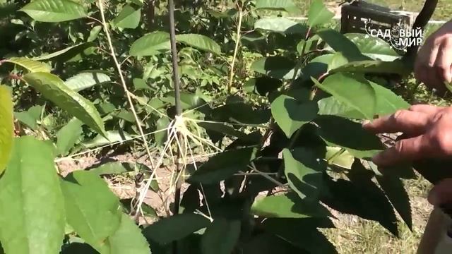 Как вырастить черешню Формировка по типу Испанский куст. Часть 1 смотреть онлайн