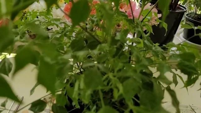 How to care for a China doll plant/Radermachera?Gardening with Susie TLC смотреть онлайн