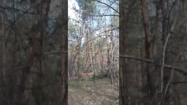 Костанайская область жесть поваленные деревья лес смотреть онлайн