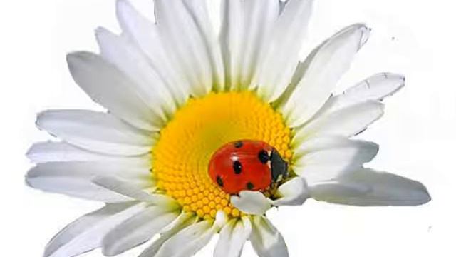 РАДУГА ЦВЕТОВ смотреть онлайн