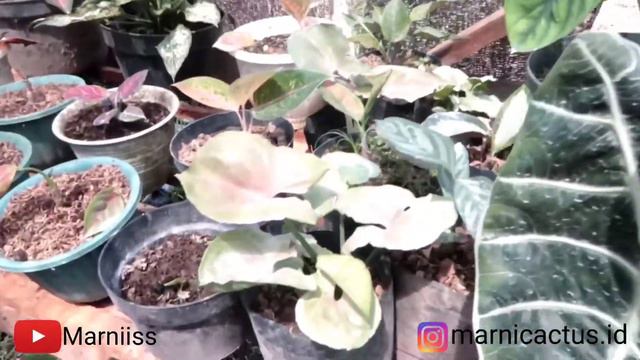 HUNTING TANAMAN HIAS YANG LAGI HITS PART 1 смотреть онлайн