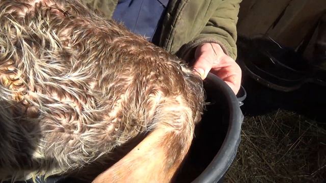 Отёл у коровы/первое кормление теленка/обзор поля с чесноком смотреть онлайн