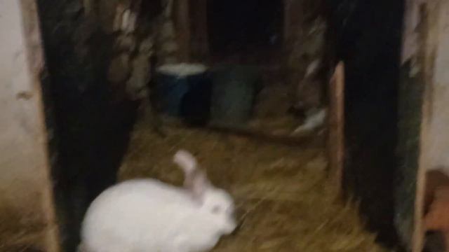 Давно их не показывал.... смотреть онлайн