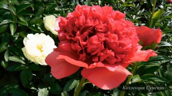 Пион Command Performance (Команд Перфоманс)