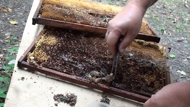 Делаем настойку личинок восковой моли. смотреть онлайн