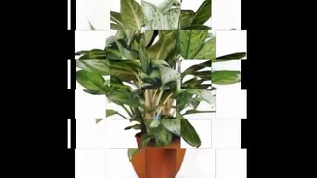 Аглаонема переменчивая-Энциклопедия растений смотреть онлайн