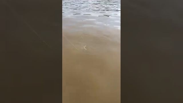 Преголя, Калининград, Сом, 6кг 14.02.2020 смотреть онлайн