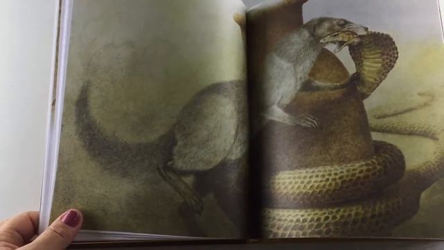 Рикки-тикки-тави. Художник Ингпен Роберт. Изд. Махаон смотреть онлайн