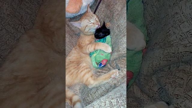 Папа кот после бани сушит сына смотреть онлайн