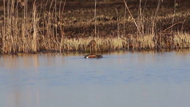 Поведение пары Широконосок (Spatula clypeata) смотреть онлайн