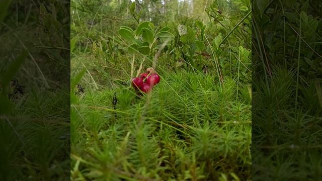 Хитрый мужик. Русская народная сказка смотреть онлайн