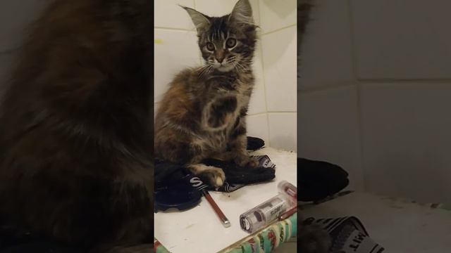 Maine Coon girl named Ulyana смотреть онлайн