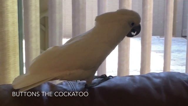 Buttons' Dance to "Dance of the Knights" смотреть онлайн