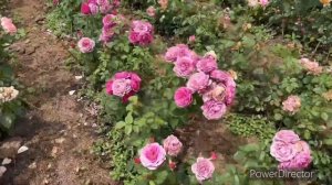 Обзор на шикарную флорибунду Роз Тельма (Rose Thelma). Massad, Франция, 2017г.