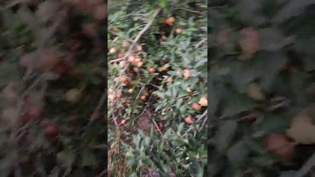 Сочные яблоки, груши, и айва))) смотреть онлайн