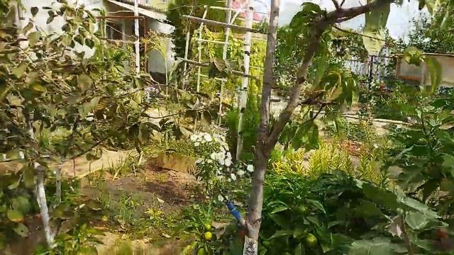 НАШ САД, СОБИРАЕМ ГРЕЦКИЕ ОРЕХИ смотреть онлайн