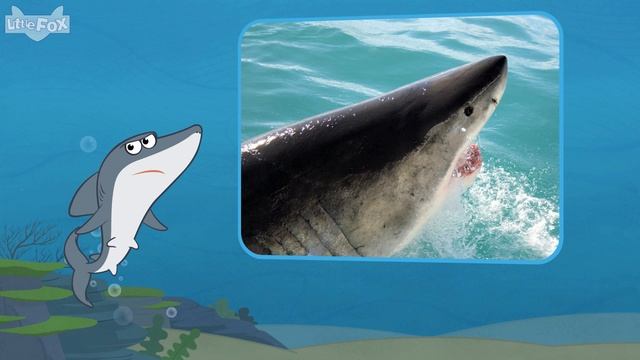 Meet the Animals 1: Great White Shark (认识动物 1：大白鲨) | Animals | Chinese | By Little Fox смотреть онлайн