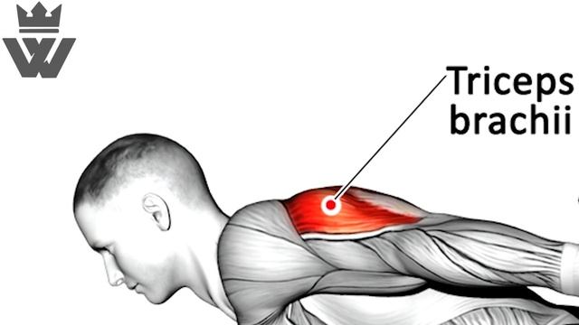 How to Get Bigger Arms: Bicep and Tricep Workouts смотреть онлайн
