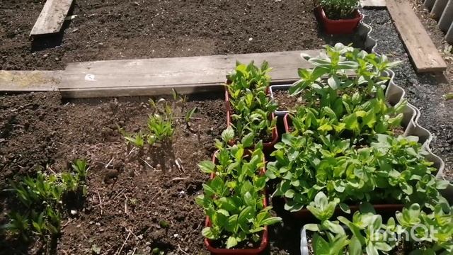 Мой сад на 23.05.23, пасынкую томаты, какие у меня сорта, высаживаю цветы. смотреть онлайн