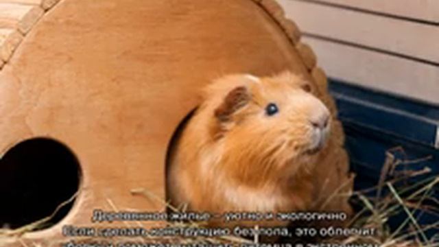 Как сделать домик для морской свинки — выбор материала смотреть онлайн