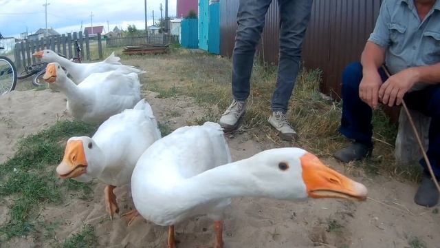 ВЛОГ. МЧИМСЯ НА ВЕЛИКАХ В ДЕРЕВНЮ! ЗАГАДКА В ВИДЕО!+ ВАШИ ПРАВИЛЬНЫЕ ОТВЕТЫ! смотреть онлайн
