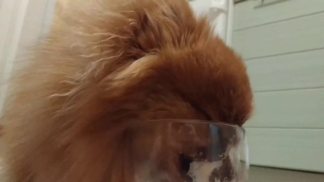 Белка пьёт кофе смотреть онлайн