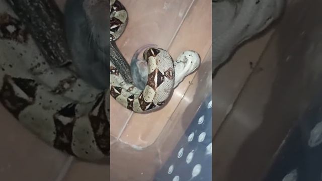 Кормление юных удавов./28.02.2024. смотреть онлайн