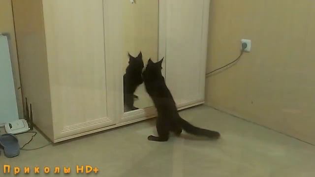 Коты бесятся смотреть онлайн