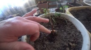 посадил солодку (локрицу) и росторопшу .