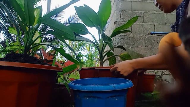 Repotting Aglaonema Plants |Promdi's vlog смотреть онлайн
