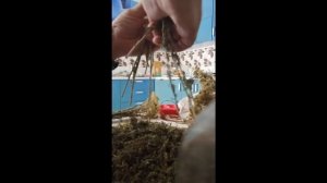 Заготовка тысячелистника.