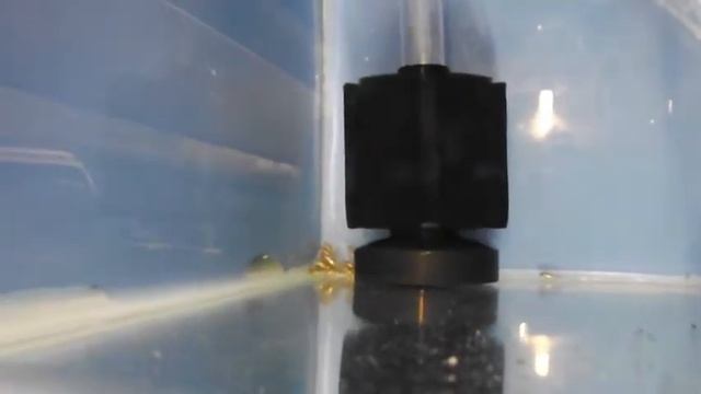 FISHROOM BUILD #2 COMPLETE, Cichlids, Tropical fish смотреть онлайн