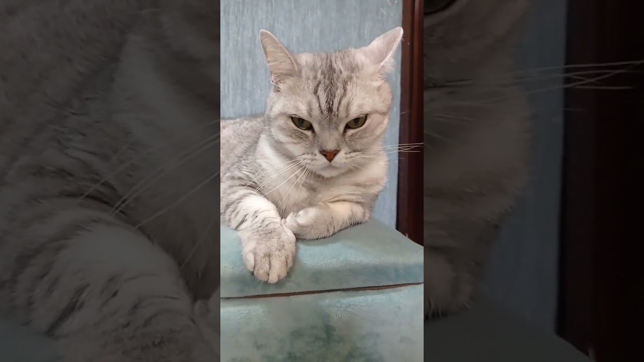 Милый котик #Shorts смотреть онлайн