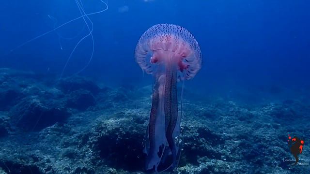 Μωβ μέδουσες - Pelagia noctiluca - jellyfish смотреть онлайн