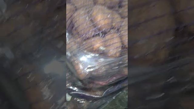 Картофель продовольственный сорт Крона. Брянская область. Урожай 2021 смотреть онлайн