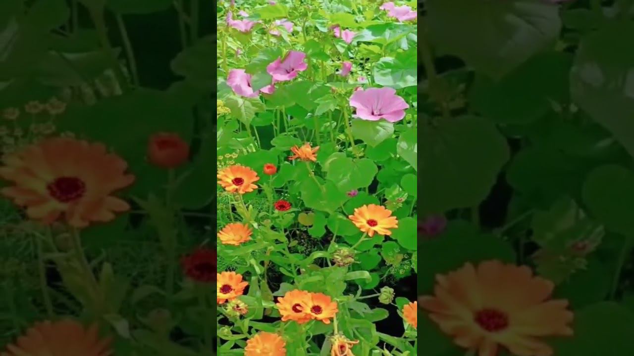  смотреть онлайн