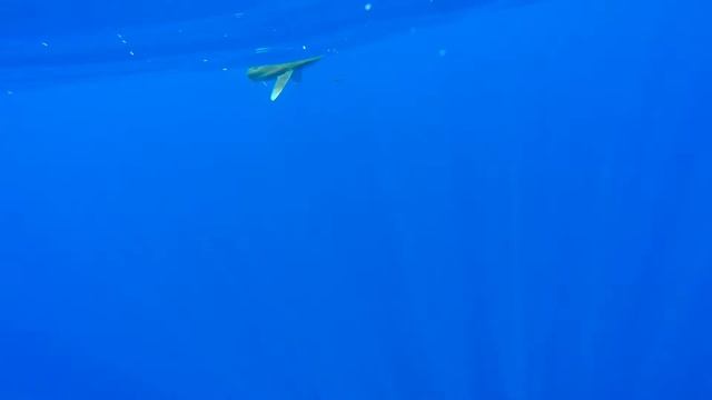 Charters for Spearfishing, Freediving, Classes by Blue Water Hunter Hawaii (808) 938-1901 смотреть онлайн