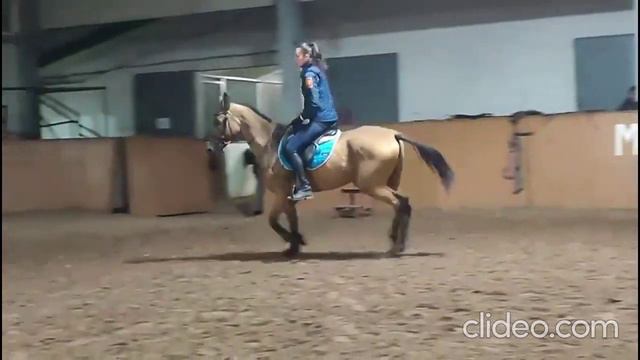 Ахалтекинская кобыла. Арт.: 0252 смотреть онлайн