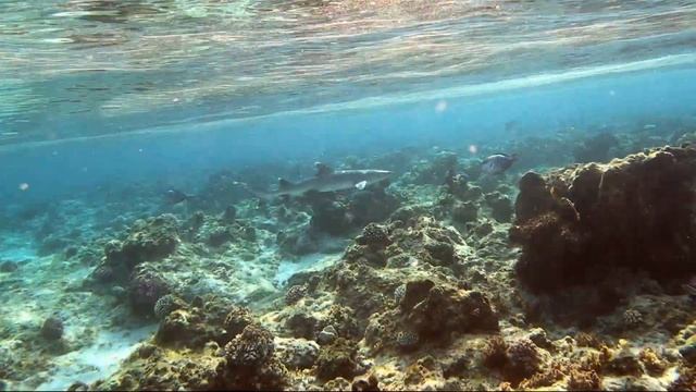 Рифовая акула / Whitetip reef shark. Внешний риф бухты Сахль-Хашиш, Красное море, Египет. смотреть онлайн