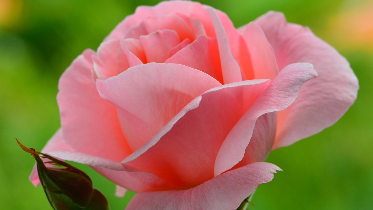 ЭХ ДОРОГИ...