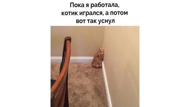 Приколы с котами. Кот пришёл на запах шашлыка | Мемозг #336 смотреть онлайн