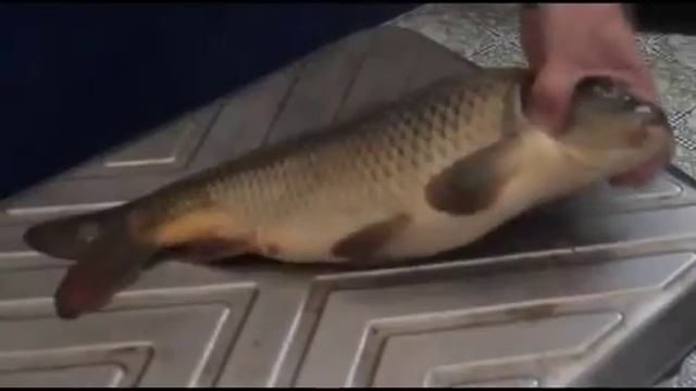 День рыбака в Нижнем Новгороде смотреть онлайн